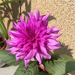 Meet your Posher, Regina